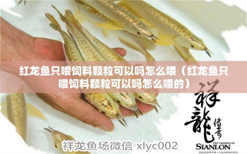 紅龍魚只喂飼料顆?？梢詥嵩趺次梗t龍魚只喂飼料顆粒可以嗎怎么喂的） 龍魚百科