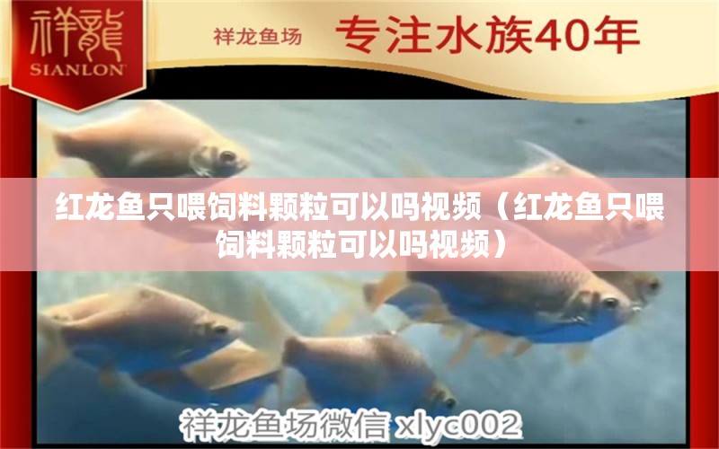 紅龍魚(yú)只喂飼料顆?？梢詥嵋曨l（紅龍魚(yú)只喂飼料顆粒可以嗎視頻）