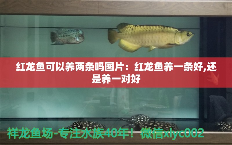 紅龍魚可以養(yǎng)兩條嗎圖片：紅龍魚養(yǎng)一條好,還是養(yǎng)一對好