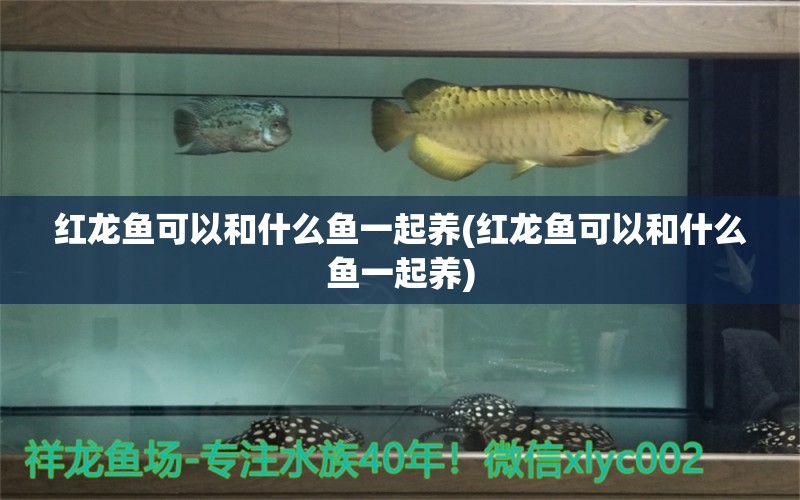 紅龍魚(yú)可以和什么魚(yú)一起養(yǎng)(紅龍魚(yú)可以和什么魚(yú)一起養(yǎng)) 狗仔（招財(cái)貓)魚(yú)苗