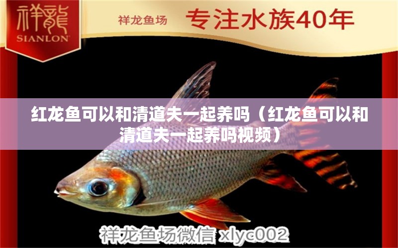 紅龍魚可以和清道夫一起養(yǎng)嗎（紅龍魚可以和清道夫一起養(yǎng)嗎視頻）