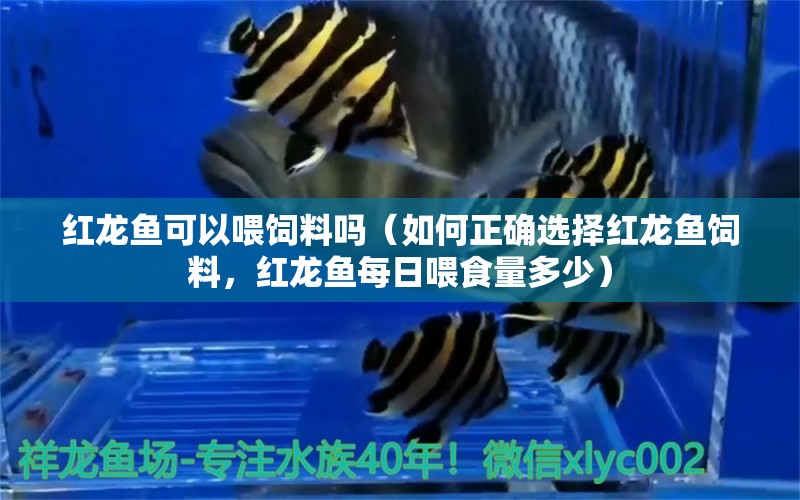 紅龍魚(yú)可以喂飼料嗎（如何正確選擇紅龍魚(yú)飼料，紅龍魚(yú)每日喂食量多少） 龍魚(yú)百科 第1張