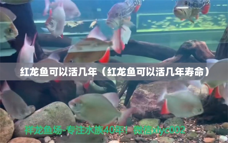 紅龍魚可以活幾年（紅龍魚可以活幾年壽命） 印尼紅龍魚