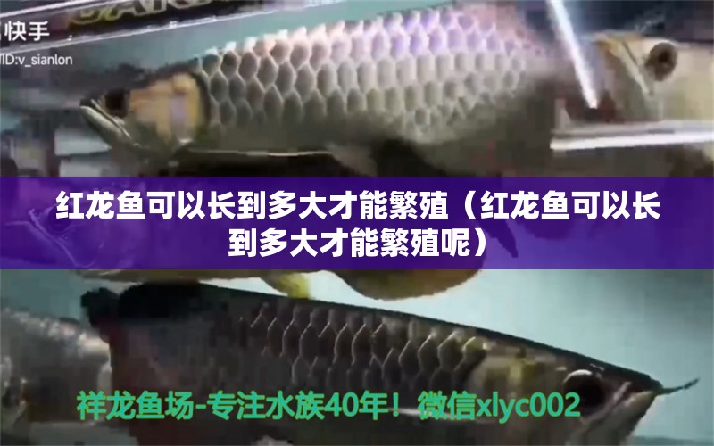 紅龍魚可以長到多大才能繁殖（紅龍魚可以長到多大才能繁殖呢） 印尼紅龍魚