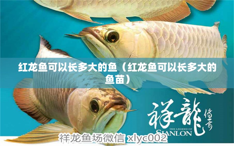 紅龍魚可以長多大的魚（紅龍魚可以長多大的魚苗）