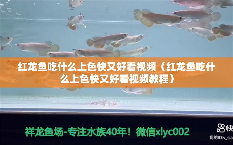 紅龍魚吃什么上色快又好看視頻（紅龍魚吃什么上色快又好看視頻教程）