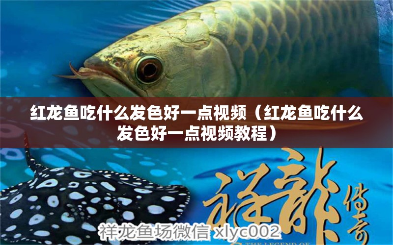 紅龍魚(yú)吃什么發(fā)色好一點(diǎn)視頻（紅龍魚(yú)吃什么發(fā)色好一點(diǎn)視頻教程）