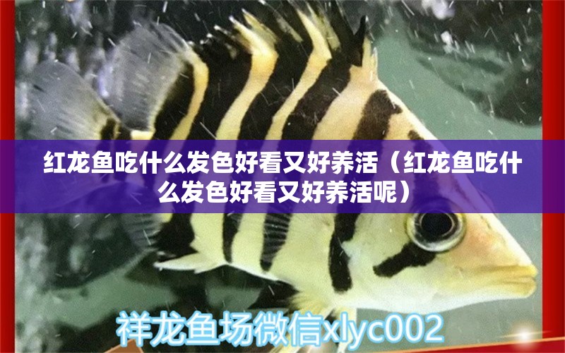 紅龍魚吃什么發(fā)色好看又好養(yǎng)活（紅龍魚吃什么發(fā)色好看又好養(yǎng)活呢） 龍魚百科 第2張