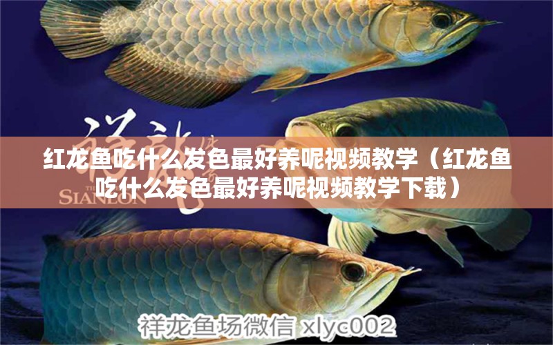 紅龍魚吃什么發(fā)色最好養(yǎng)呢視頻教學（紅龍魚吃什么發(fā)色最好養(yǎng)呢視頻教學下載）