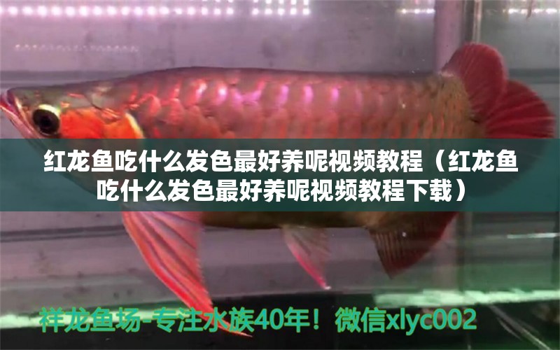 紅龍魚吃什么發(fā)色最好養(yǎng)呢視頻教程（紅龍魚吃什么發(fā)色最好養(yǎng)呢視頻教程下載） 龍魚百科