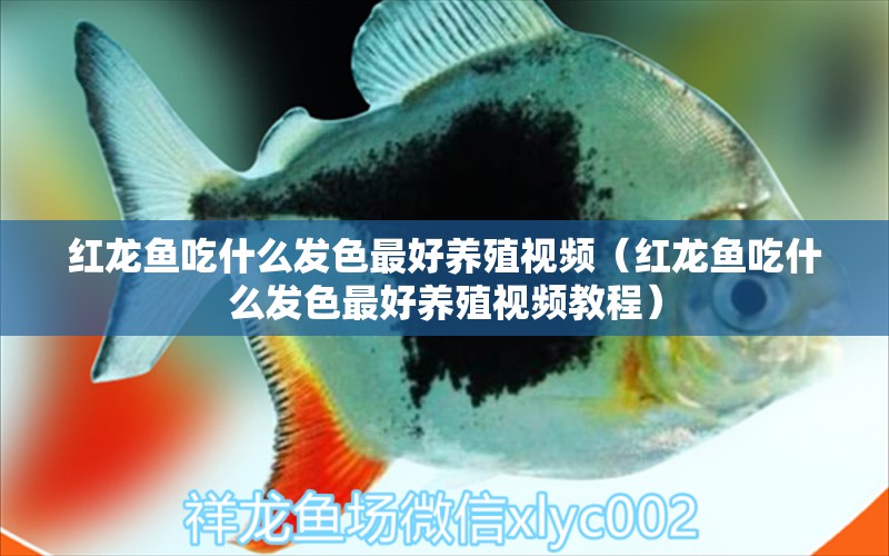 紅龍魚(yú)吃什么發(fā)色最好養(yǎng)殖視頻（紅龍魚(yú)吃什么發(fā)色最好養(yǎng)殖視頻教程） 印尼紅龍魚(yú)