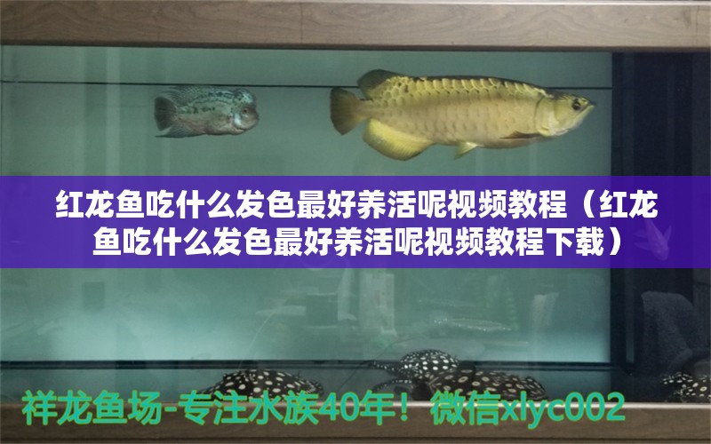 紅龍魚吃什么發(fā)色最好養(yǎng)活呢視頻教程（紅龍魚吃什么發(fā)色最好養(yǎng)活呢視頻教程下載） 龍魚百科