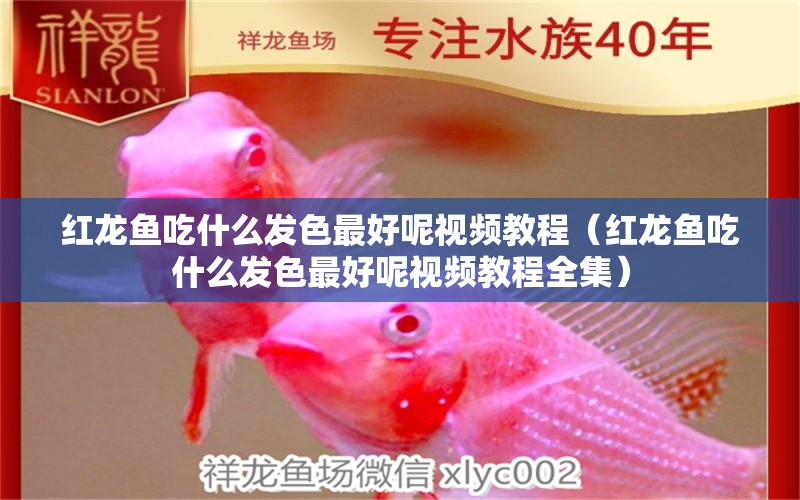 紅龍魚吃什么發(fā)色最好呢視頻教程（紅龍魚吃什么發(fā)色最好呢視頻教程全集） 紅龍魚魚糧飼料