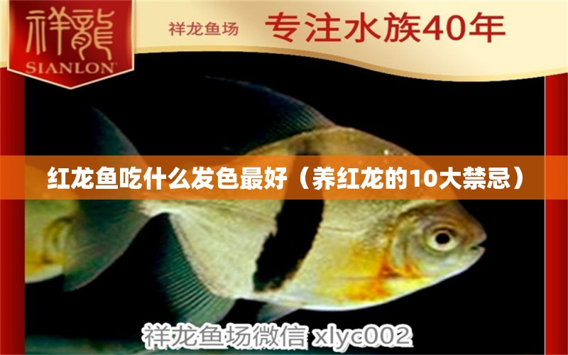 紅龍魚吃什么發(fā)色最好（養(yǎng)紅龍的10大禁忌）