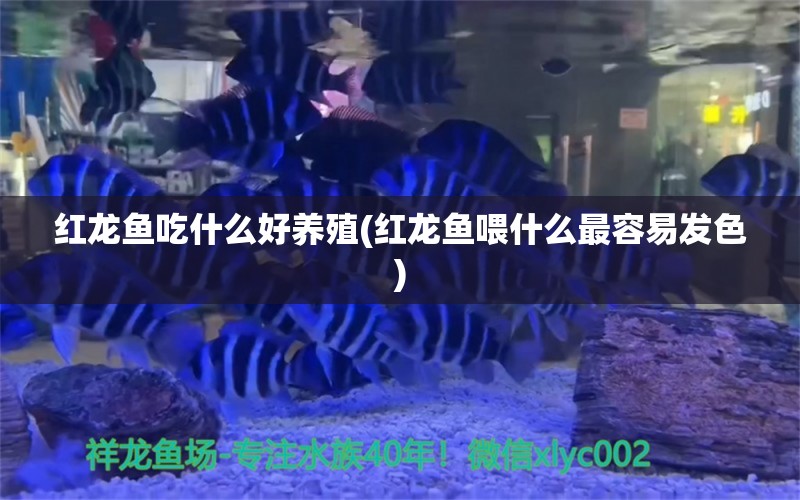 紅龍魚吃什么好養(yǎng)殖(紅龍魚喂什么最容易發(fā)色) 白子球鯊魚