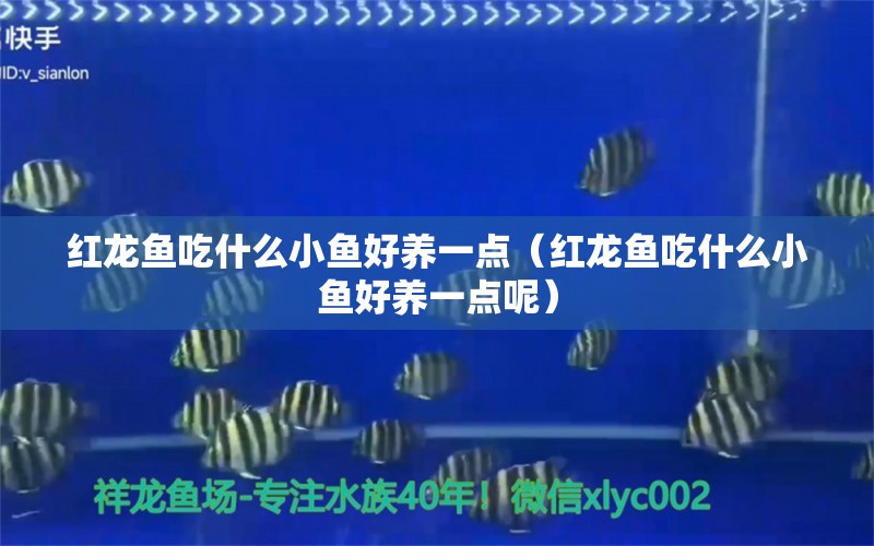 紅龍魚吃什么小魚好養(yǎng)一點(diǎn)（紅龍魚吃什么小魚好養(yǎng)一點(diǎn)呢）