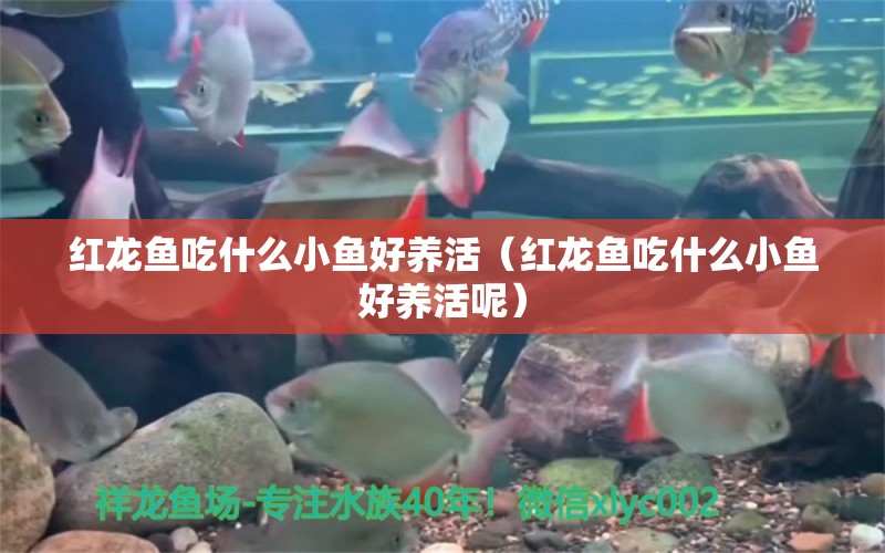 紅龍魚吃什么小魚好養(yǎng)活（紅龍魚吃什么小魚好養(yǎng)活呢） 印尼紅龍魚