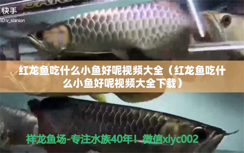 紅龍魚吃什么小魚好呢視頻大全（紅龍魚吃什么小魚好呢視頻大全下載）