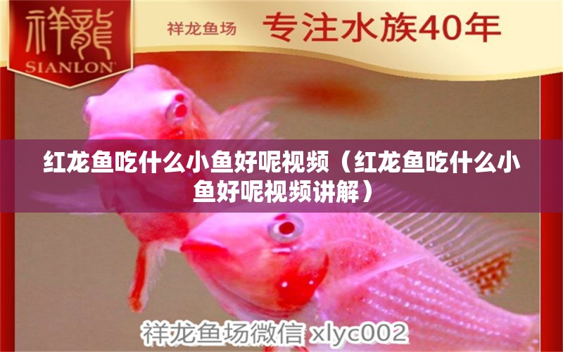 紅龍魚吃什么小魚好呢視頻（紅龍魚吃什么小魚好呢視頻講解）