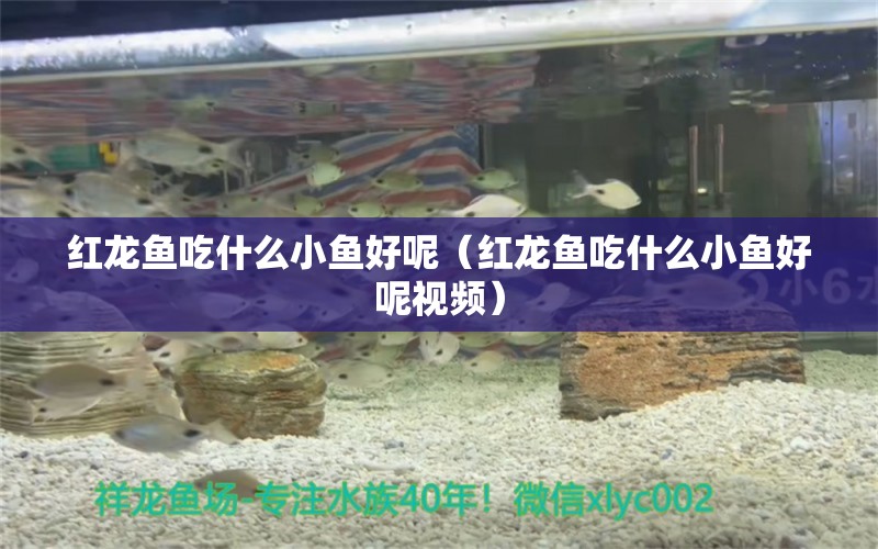 紅龍魚吃什么小魚好呢（紅龍魚吃什么小魚好呢視頻） 印尼紅龍魚