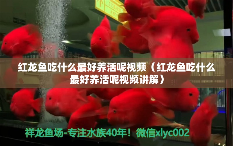 紅龍魚吃什么最好養(yǎng)活呢視頻（紅龍魚吃什么最好養(yǎng)活呢視頻講解） 龍魚百科