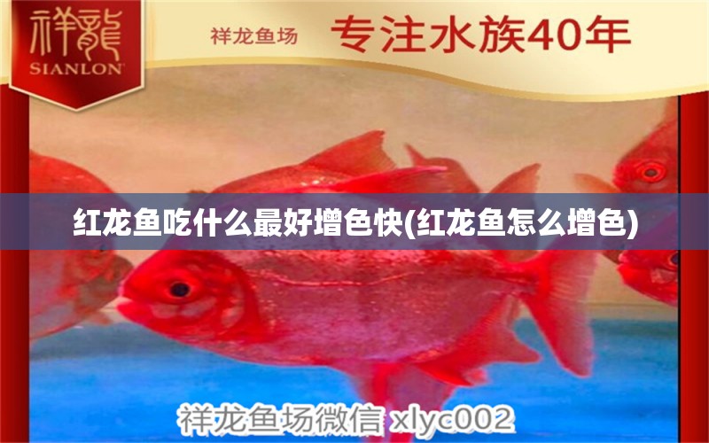 紅龍魚吃什么最好增色快(紅龍魚怎么增色)