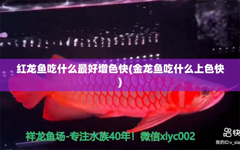 紅龍魚吃什么最好增色快(金龍魚吃什么上色快)