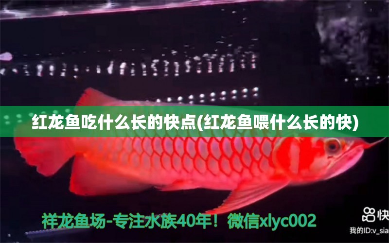 紅龍魚吃什么長(zhǎng)的快點(diǎn)(紅龍魚喂什么長(zhǎng)的快) 水族雜談