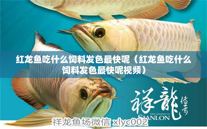 紅龍魚吃什么飼料發(fā)色最快呢（紅龍魚吃什么飼料發(fā)色最快呢視頻） 龍魚百科