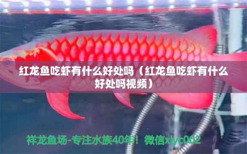 紅龍魚吃蝦有什么好處嗎（紅龍魚吃蝦有什么好處嗎視頻）