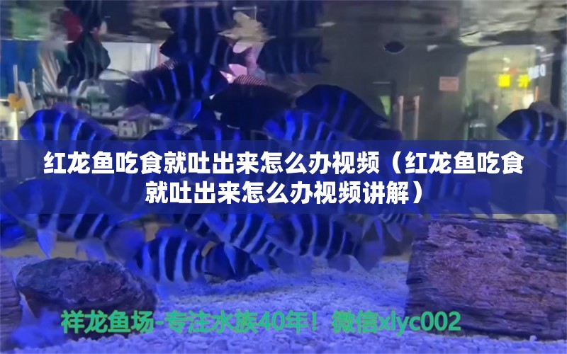 紅龍魚吃食就吐出來怎么辦視頻（紅龍魚吃食就吐出來怎么辦視頻講解）