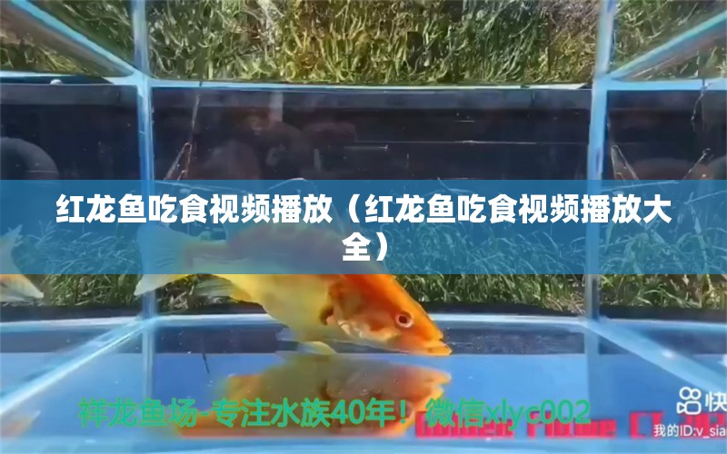 紅龍魚吃食視頻播放（紅龍魚吃食視頻播放大全）