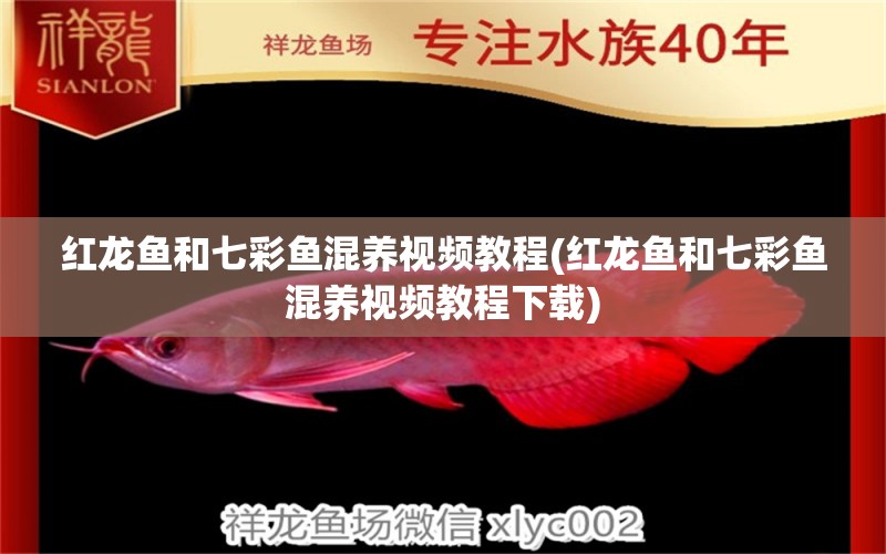 紅龍魚(yú)和七彩魚(yú)混養(yǎng)視頻教程(紅龍魚(yú)和七彩魚(yú)混養(yǎng)視頻教程下載) 超血紅龍魚(yú)