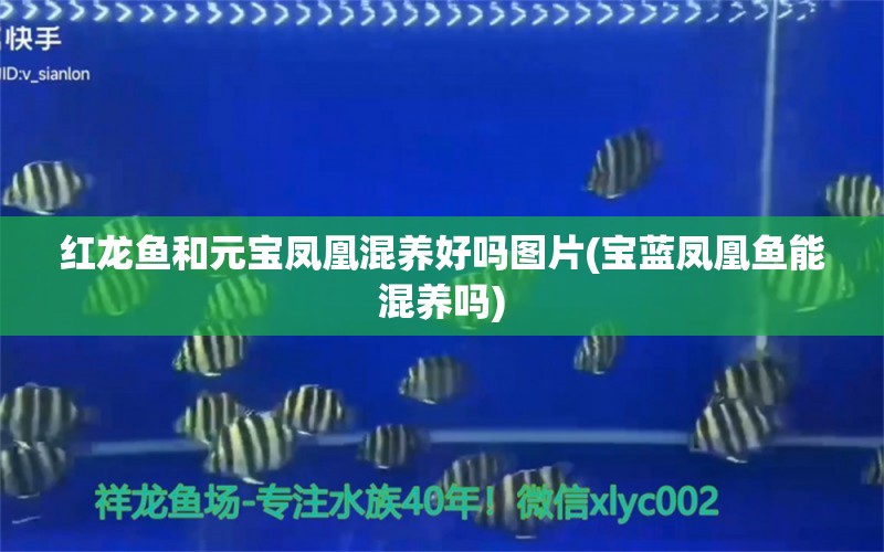 紅龍魚(yú)和元寶鳳凰混養(yǎng)好嗎圖片(寶藍(lán)鳳凰魚(yú)能混養(yǎng)嗎)