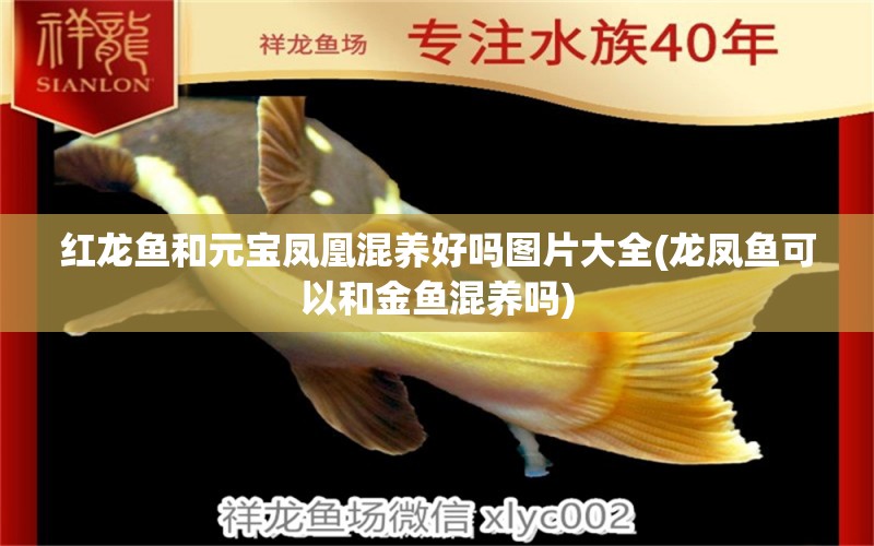 紅龍魚和元寶鳳凰混養(yǎng)好嗎圖片大全(龍鳳魚可以和金魚混養(yǎng)嗎)