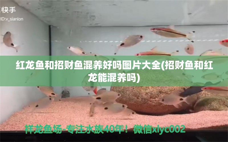 紅龍魚和招財魚混養(yǎng)好嗎圖片大全(招財魚和紅龍能混養(yǎng)嗎) 硝化細菌