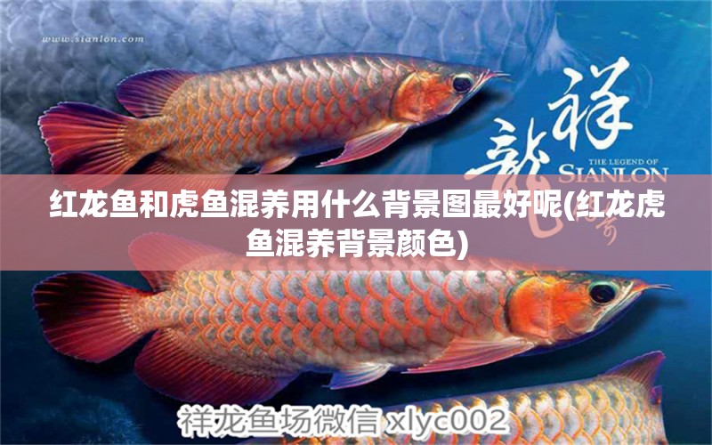 紅龍魚(yú)和虎魚(yú)混養(yǎng)用什么背景圖最好呢(紅龍虎魚(yú)混養(yǎng)背景顏色) 虎魚(yú)百科 第1張