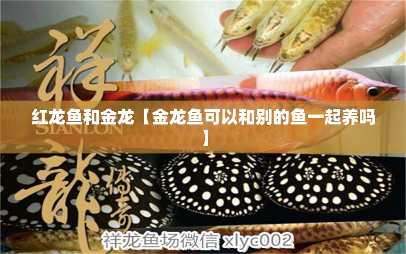 紅龍魚和金龍【金龍魚可以和別的魚一起養(yǎng)嗎】 龍魚批發(fā)