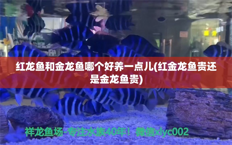 紅龍魚和金龍魚哪個好養(yǎng)一點兒(紅金龍魚貴還是金龍魚貴) 申古三間魚