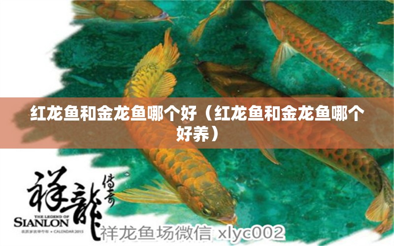 紅龍魚和金龍魚哪個好（紅龍魚和金龍魚哪個好養(yǎng)） 龍魚百科