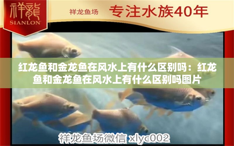 紅龍魚和金龍魚在風(fēng)水上有什么區(qū)別嗎：紅龍魚和金龍魚在風(fēng)水上有什么區(qū)別嗎圖片 魚缸風(fēng)水