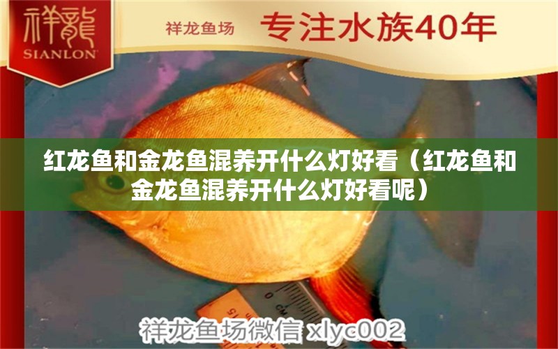 紅龍魚(yú)和金龍魚(yú)混養(yǎng)開(kāi)什么燈好看（紅龍魚(yú)和金龍魚(yú)混養(yǎng)開(kāi)什么燈好看呢） 龍魚(yú)疾病與治療