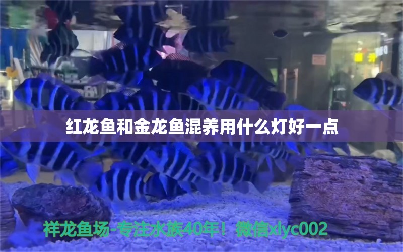 紅龍魚和金龍魚混養(yǎng)用什么燈好一點