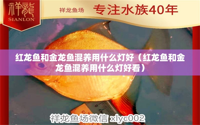 紅龍魚和金龍魚混養(yǎng)用什么燈好（紅龍魚和金龍魚混養(yǎng)用什么燈好看） 白子金龍魚 第1張