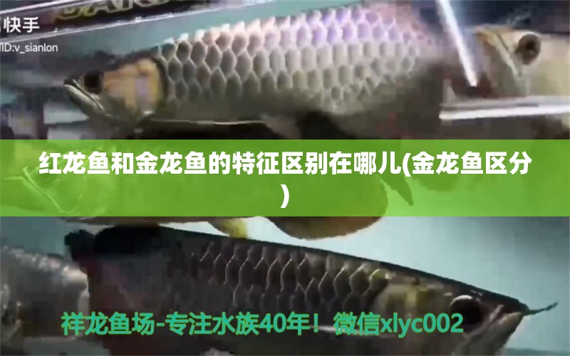 紅龍魚和金龍魚的特征區(qū)別在哪兒(金龍魚區(qū)分) 恐龍王魚