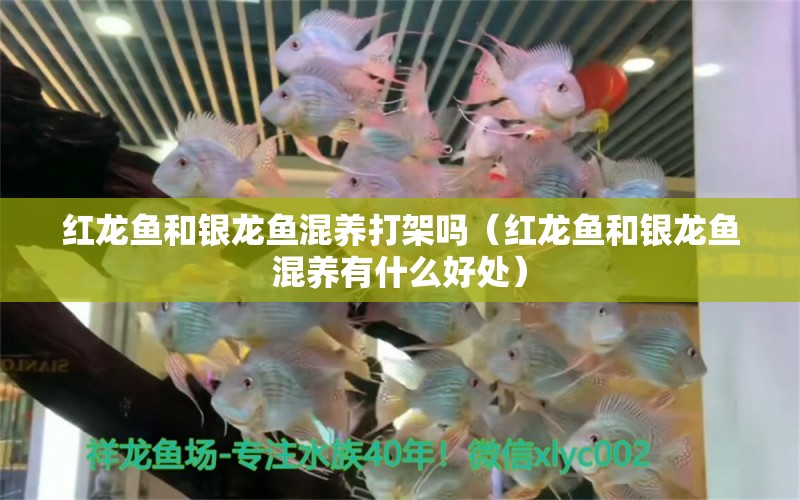 紅龍魚和銀龍魚混養(yǎng)打架嗎（紅龍魚和銀龍魚混養(yǎng)有什么好處）