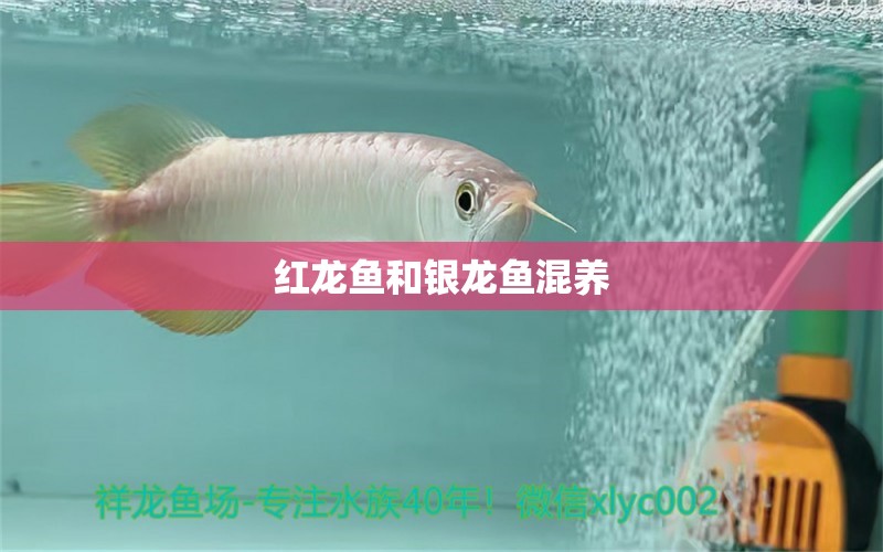 紅龍魚和銀龍魚混養(yǎng)