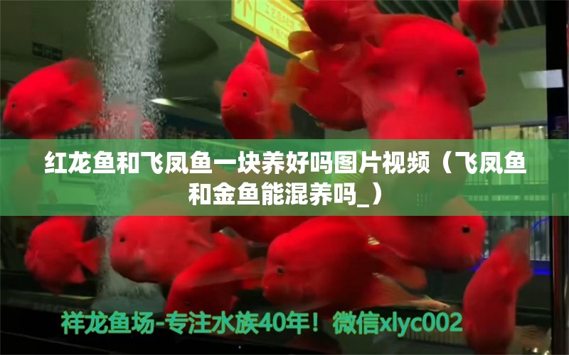 紅龍魚和飛鳳魚一塊養(yǎng)好嗎圖片視頻（飛鳳魚和金魚能混養(yǎng)嗎_） 飛鳳魚