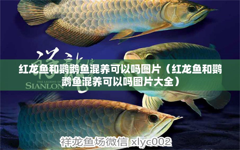 紅龍魚和鸚鵡魚混養(yǎng)可以嗎圖片（紅龍魚和鸚鵡魚混養(yǎng)可以嗎圖片大全） 鸚鵡魚