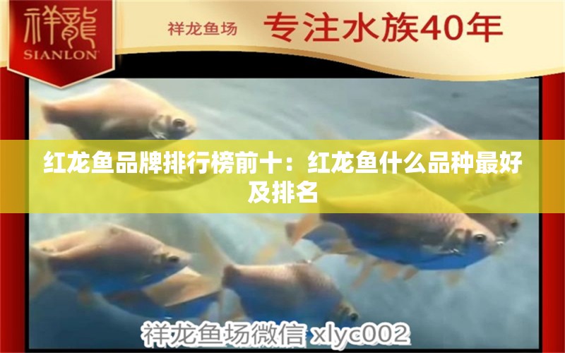 紅龍魚品牌排行榜前十：紅龍魚什么品種最好及排名